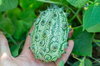 Kiwanos - African horned cucumber