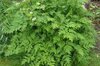Tuberous chervil - Tuberous-rooted Chervil