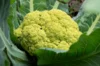 Cauliflower - Verde Di Macerata