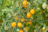 Cherry tomatoes - Yellow Centiflor