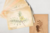 Postcards - Set of 14 postcards - 13 Medicinal Plants + Kokopelli Golden Number