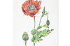 Posters - 3 A4 Posters - Licorice, Nepeta &amp; Poppy