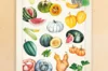 Posters - Botanical drawing - "Cucurbitaceae