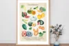 Posters - Botanical drawing - "Cucurbitaceae