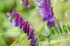 Vetch - Vicia villosa