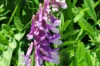 Vetch - Vicia villosa