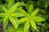 Flowers - 3 Lemon Verbena AB plants