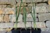 Perpetual vegetables - 6 AB leek plants - Allium polyanthum