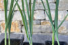 Perpetual vegetables - 6 AB leek plants - Allium polyanthum