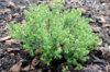 Flowers - Thyme Compact 2 organic plants