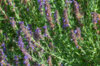 Flowers - Hyssop 3 organic plants