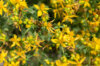 Flowers - St. John's wort 3 organic plants