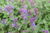 Flowers - Nepeta tuberosa 3 organic plants