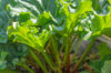 Perpetual vegetables - Rhubarb Victoria 2 organic plants