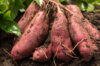 Vegetables - Sweet potato 2 organic plants