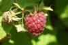 Raspberry - 3 early raspberry plants Lloyd George AB