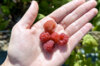 Raspberry - Framboisier Tardif "Bois Blanc" 2 organic plants
