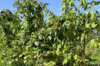 Raspberry - Framboisier Tardif "Héritage" 2 organic plants