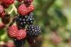 Raspberry - Thornfree" mulberry tree 2 organic plants