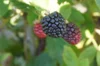 Raspberry - Lochness" spiny mulberry 2 organic plants