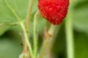 Strawberry plants - Woodland strawberry "Reine des vallées" 3 organic plants