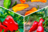 Vegetables - 3 plants Assorted peppers AB