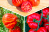 Tomatoes - 3 plants Assorted Old Varieties Tomatoes AB