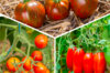 Tomatoes - Assortment of 3 tomato plants "Coups de Coeur des producteurs" AB