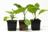Vegetables - Organic eggplant trio 3 plants