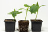 Vegetables - Organic cucumber trio 3 plants