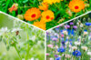 Flowers - Edible flower trio 3 organic plants
