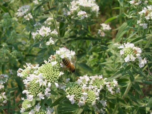 Pycnanthemum - Pycnanthemum verticillatum | Association Kokopelli