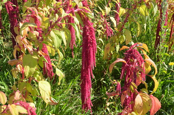 Amaranth - Love Lies Bleeding | Association Kokopelli