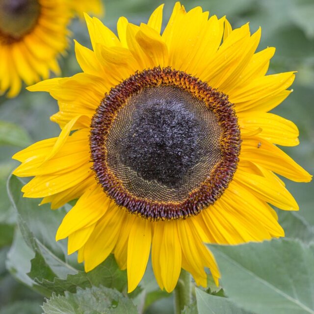 Hopi Black Dye Sunflower Seeds