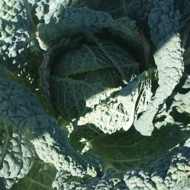 Cabbage of Milan Large Drumhead Savoy Association Kokopelli