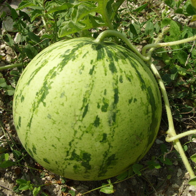 Watermelons - Navajo Winter | Association Kokopelli