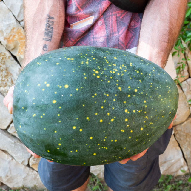 Watermelons - Yellow Fleshed Moon-Stars | Association Kokopelli