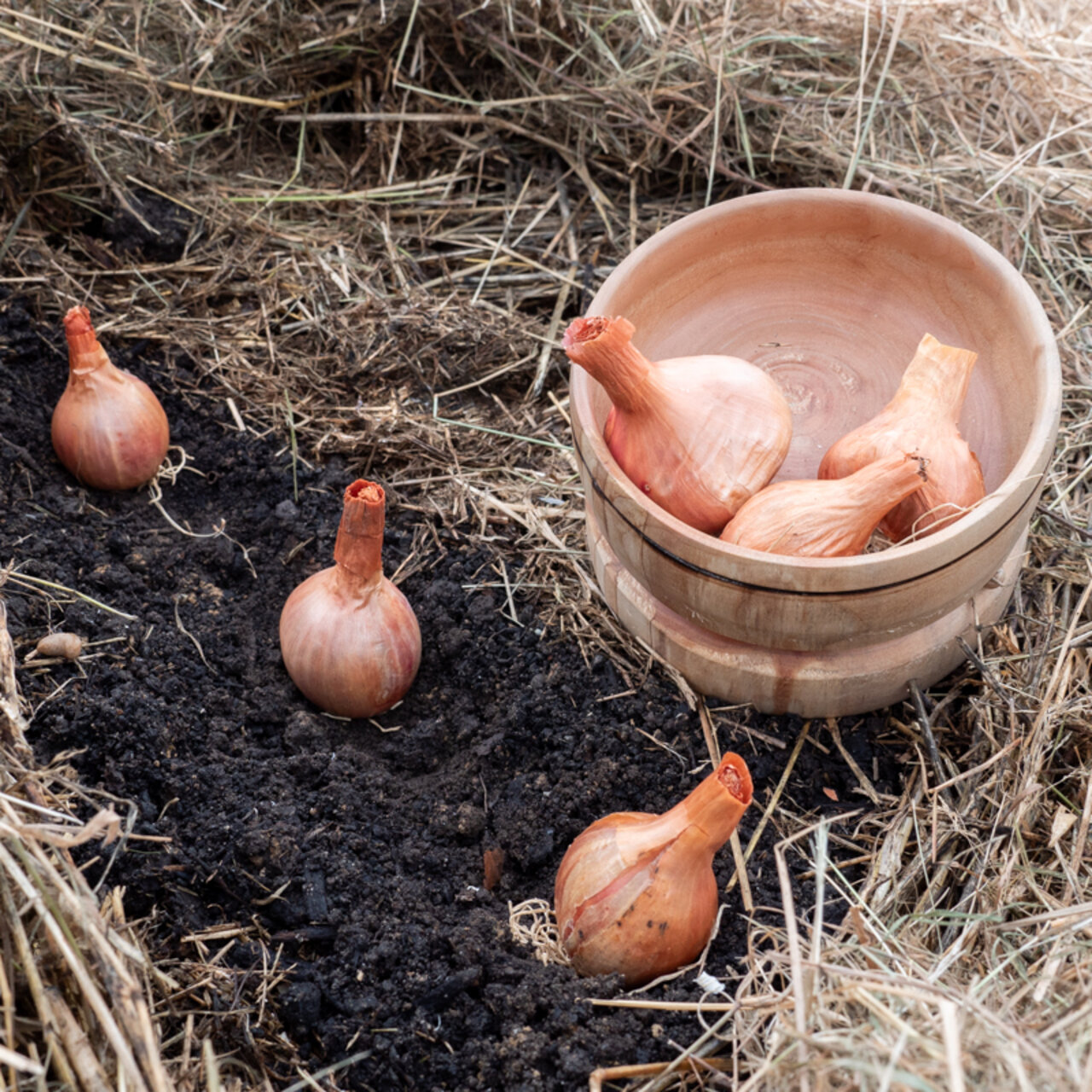 Heirloom Shallot bulbs "Melkior" AB 250 g Allium cepa Shallot bulbs