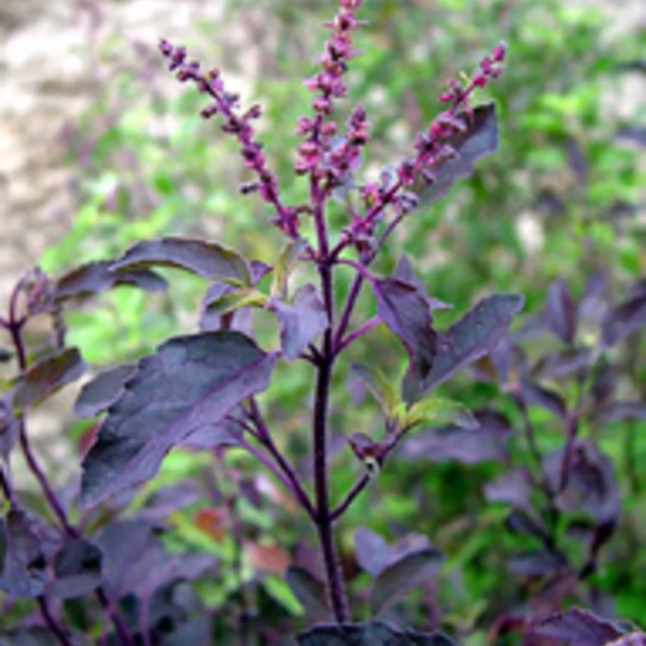 Basil and Tulsis Tulsi Krishna with Purple Leaves