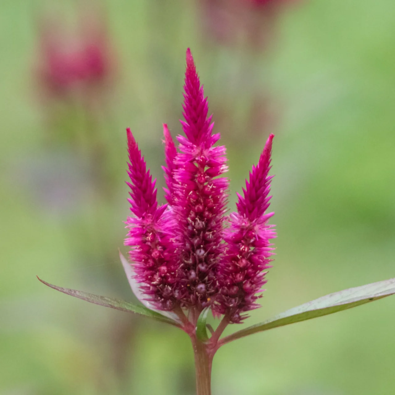 Heirloom Pampa Plume Celosia Organic Seeds