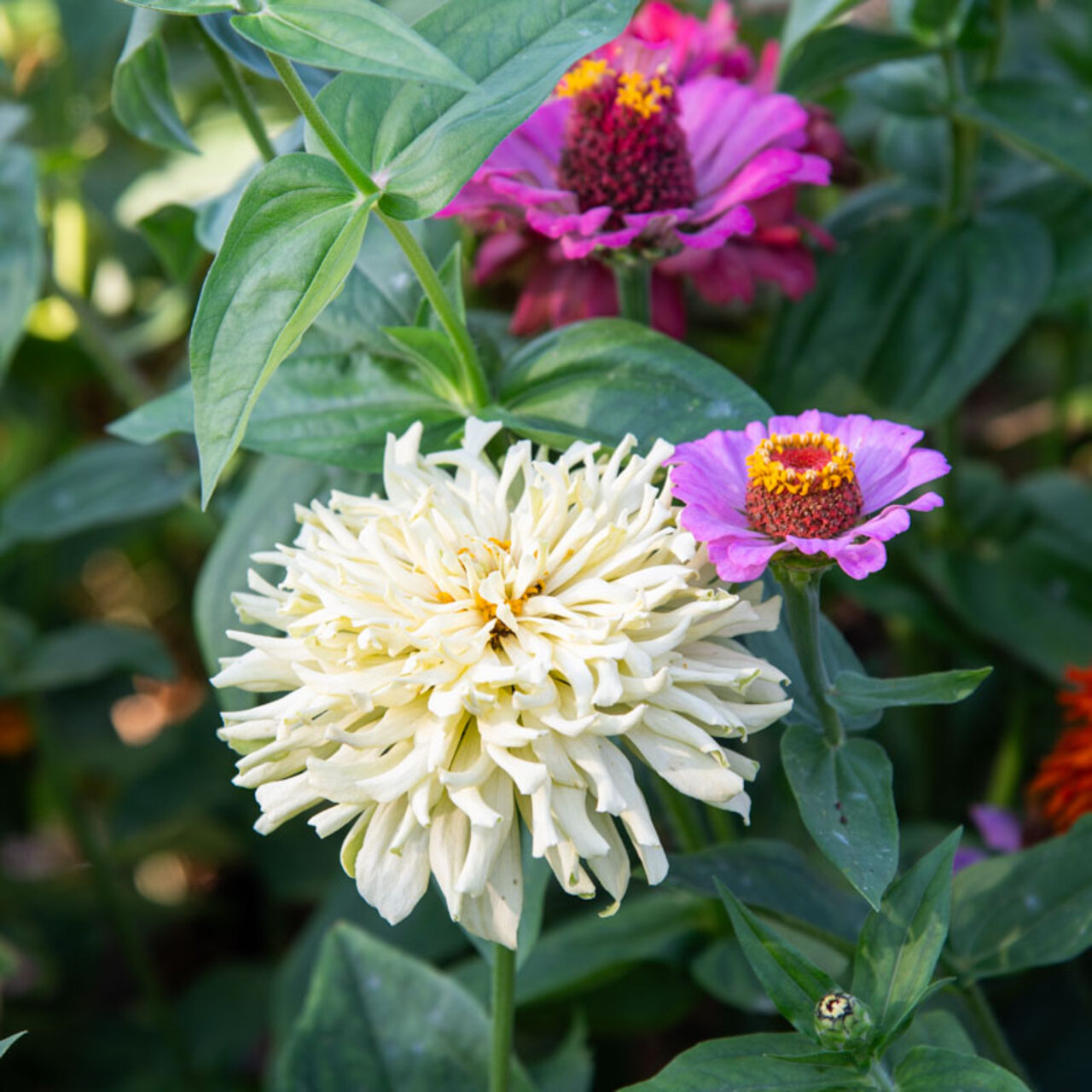 Heirloom Giant Cactus Mix Zinnias Organic Seeds