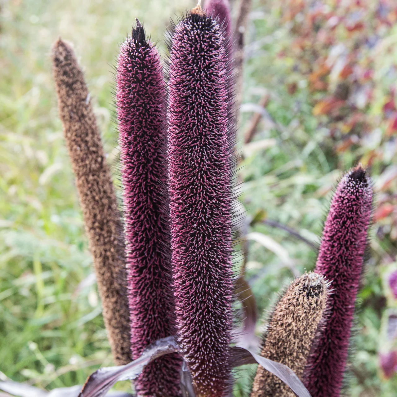 Heirloom Purple Majesty Millets Organic Seeds