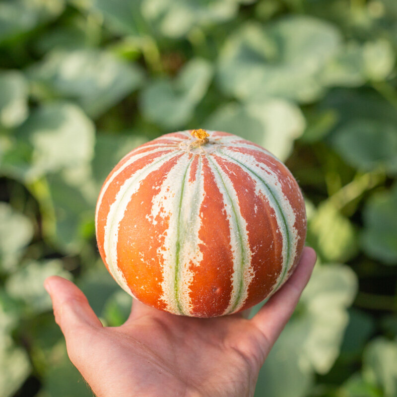 heirloom-kajari-melons-organic-seeds