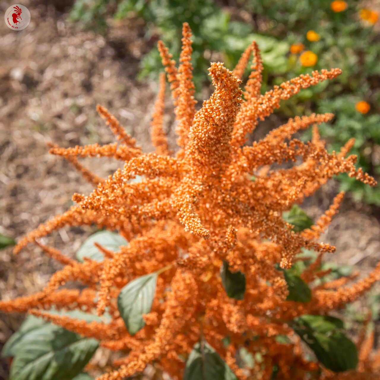 Heirloom Copperhead Amaranth Organic Seeds