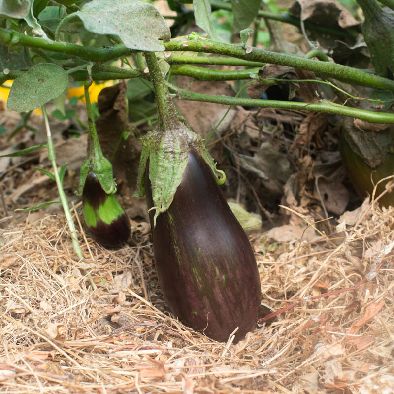 Heirloom Kazakhstan Eggplants Organic Seeds