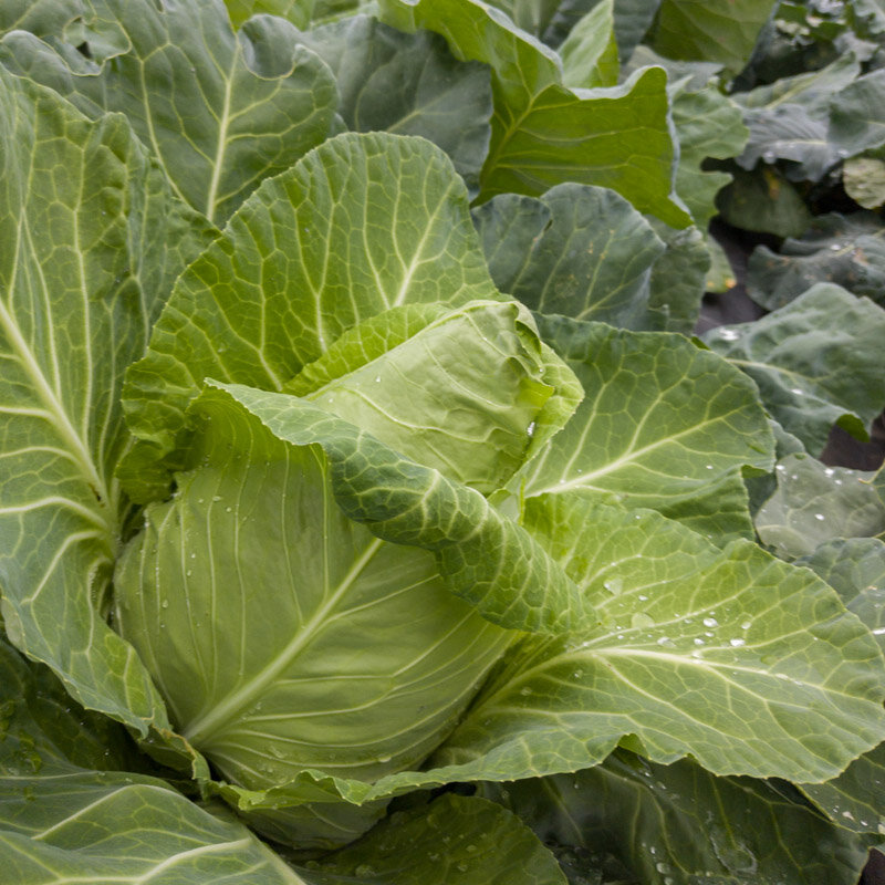 Heirloom Large Drumhead Savoy Cabbage Organic Seeds