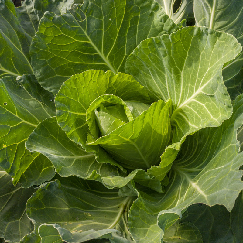 Heirloom Large Drumhead Savoy Cabbage Organic Seeds