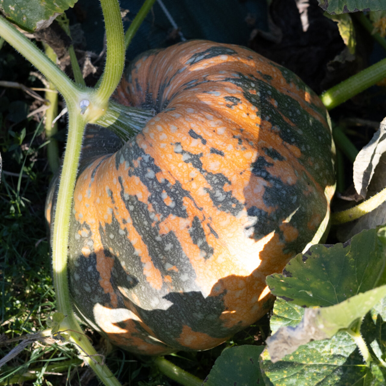 Heirloom Potiron d’Iran Maxima squash Organic Seeds