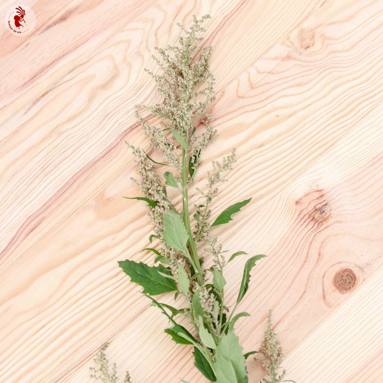 Heirloom Magenta Spreen Lamb's Quarters and Company Organic Seeds