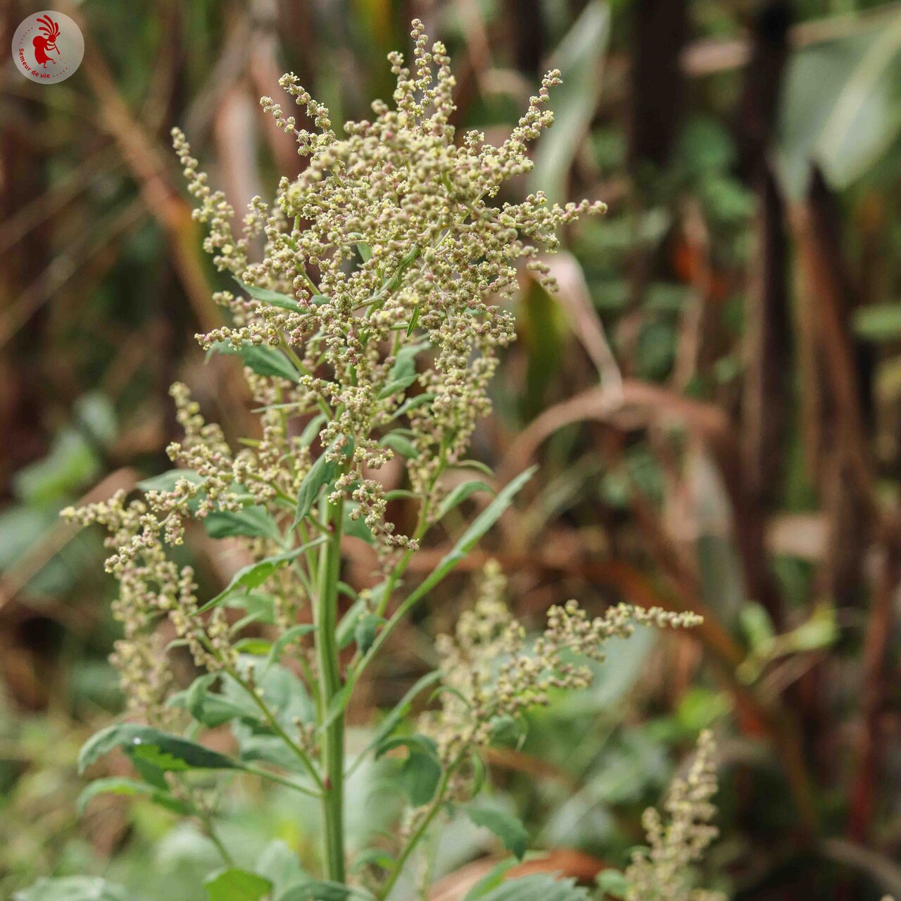 Heirloom Magenta Spreen Lamb's Quarters and Company Organic Seeds